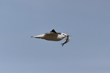 The Herring gull (Larus argentatus)   in flight with fish