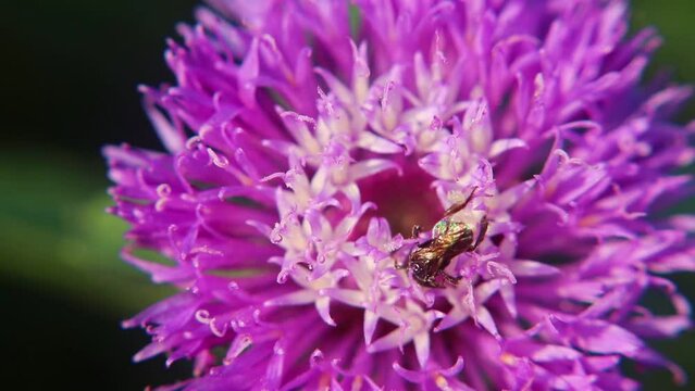 Trigona leviceps,stingless bee,kelulut, klanceng, Heterotrigona species, Lepidotrigona species 