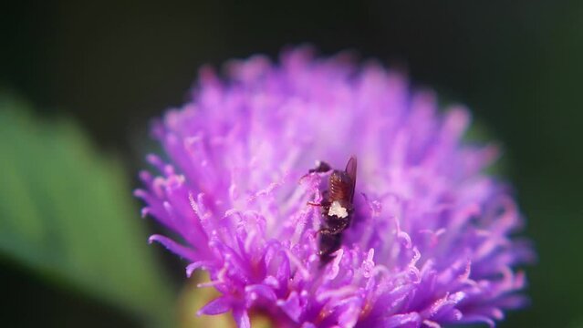 Trigona leviceps,stingless bee,kelulut, klanceng, Heterotrigona species, Lepidotrigona species 