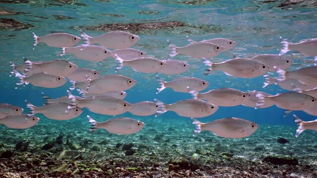 Close up of Shoal of Barred flagtail, Fiveband flagtail or Five-bar flagtail (Kuhlia mugil) floats in blue water on bright sunny day in sun beams in shallow water, Slow motion