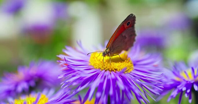 Butterfly gathering honey from purple blooming flower in a garden, floral spring field, 4k slow motion video