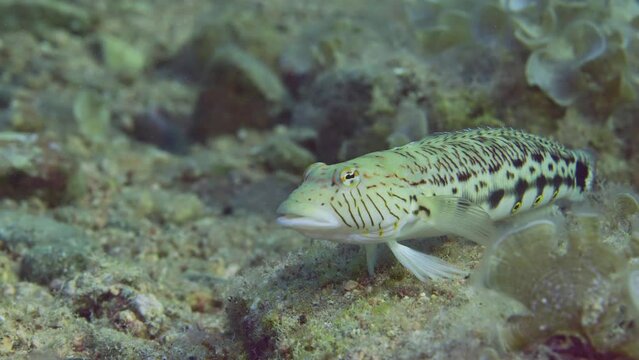 Close-up of Speckled Sandperch or Blacktail grubfish (Parapercis hexophtalma) lie on sandy-rocky bottom at evening time on sunset sunrays, slow motion