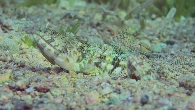 Close up of pair of Slender Lizardfish or Gracile lizardfish (Saurida gracilis) lie on sandy bottom in evening time on sunset sunrays, slow motion