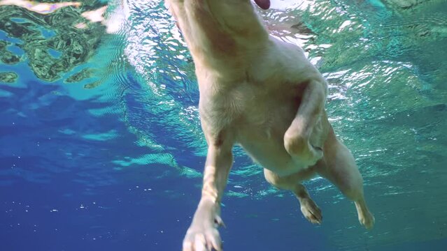 Extreme closeup dog swim over camera on bright sunny day in sunrays, Slow motion, Underwater shot