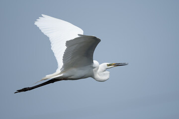 シラサギの飛翔