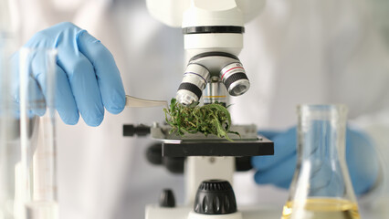 Fototapeta Chemist examining dry marijuana leaves under microscope in laboratory closeup. Illegal production of psychoactive substances based on hemp concept obraz