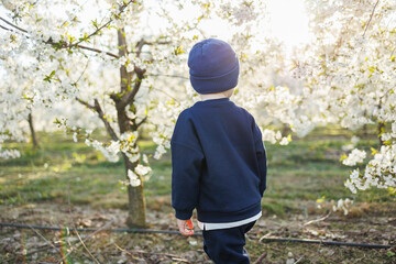 A three-year-old boy runs through a blooming garden. Cheerful emotional child is walking in the park.