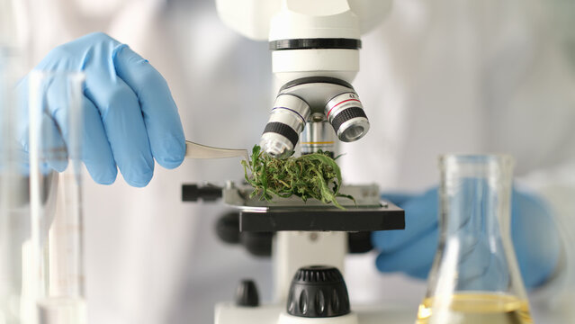 Chemist examining dry marijuana leaves under microscope in laboratory closeup. Illegal production of psychoactive substances based on hemp concept