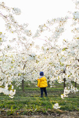 A little three-year-old joyful boy runs on the grass in a blooming garden in the spring. Children emoticon of joy, happy smiling child.