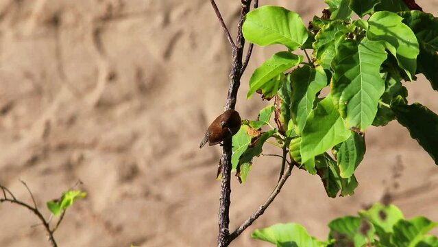 Scaly-breasted munia (Lonchura punctulata), locally known as burung emprit bondol, perched calmly showing brown scales pattern in a tropical grassland habitat.
