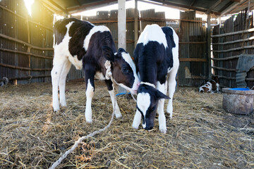 The portrait of black and white cow on the background of farm,Cow farm concept of agriculture