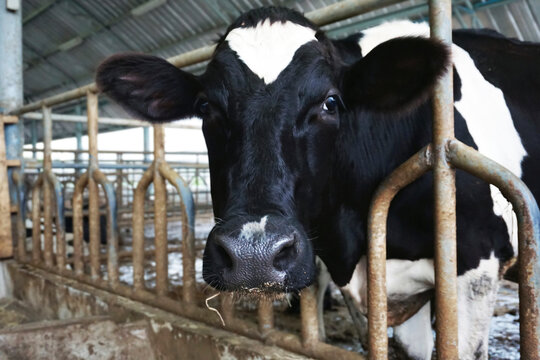 The portrait of black and white cow on the background of farm,Cow farm concept of agriculture