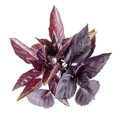 Purple basil leaves isolated on white background. Top view.
