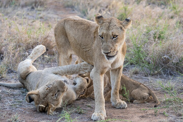 group of lion cubs, Kruger park, South Africa