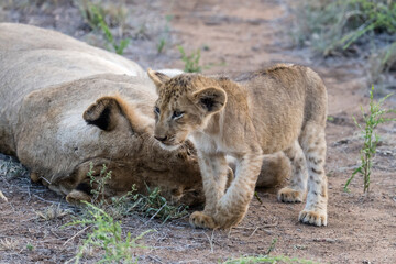 young lion cub and sleeping mother, Kruger park, South Africa