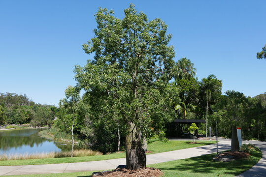 Flaschenbaum in Parkanlage in Brisbane