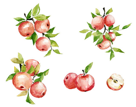 Collection of apple branches with fruits. Design elements with fruits, hand-drawn watercolor illustrations with clipping path.
