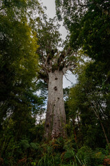 Fototapeta premium Tane Mahuta Baum, Neuseeland