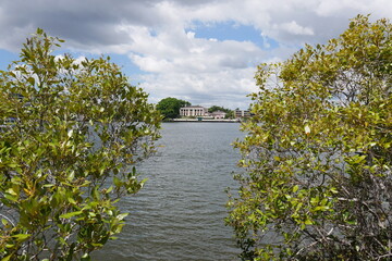 Blick durch Mangroven zum Fluss in Brisbane