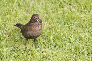 Eine Amsel mit einem Regenwurm im Schnabel