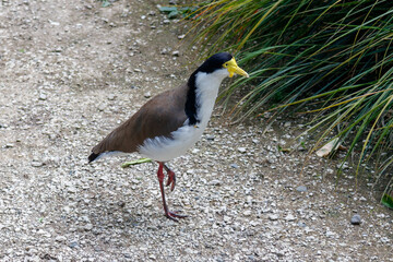 Laufvogel mit gelbem Schnabel