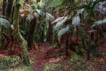Farne im Urwald in Neuseeland