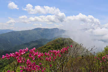 アケボノツツジと赤石山系の山