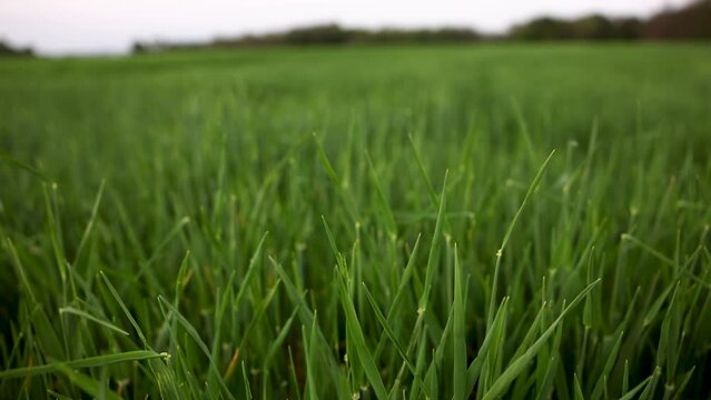 Green wheat field, selective focus