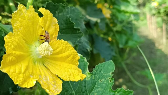 pollination by bees in yellow color flowers