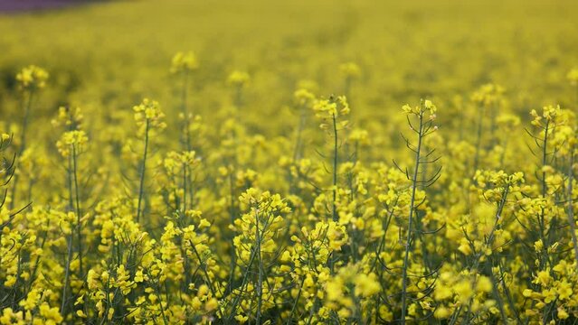 Blooming yellow canola field