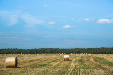 Dry straw on haystack wheat field. Wheat farm straw