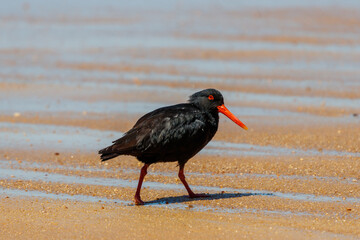 Oystercatcher in Abel Tsman National Park, Nw Zealand