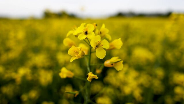 Canola field, Blooming Rapeseed flowers close up. Bright Yellow smooth background