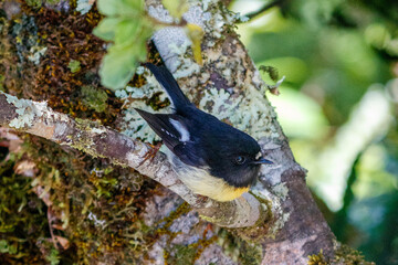 Gelb-schwarzer Vogelauf einem Ast