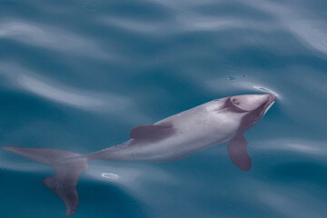 Hector's Delfin schwimmend