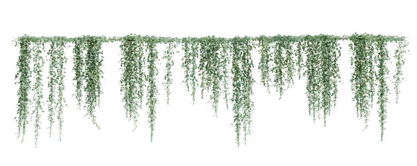 Group of Dichondra creeper plants, isolated on transparent background. 3D render. - obrazy, fototapety, plakaty
