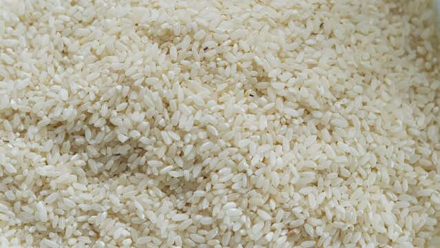 Close up shot of a big group of rice weevils moving and feeding on the rice in a plate. Rice weevil or Sitophilus in middle of rice grains. Bugs or Moth in raw rice, pest, snout beetles.