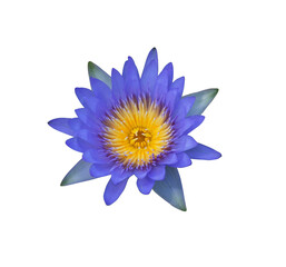 beautiful purple water lily or lotus flower on white background