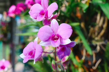 Fototapeta na wymiar Moth dendrobium Orchid flower in winter or spring tropical garden background. Selective focus.