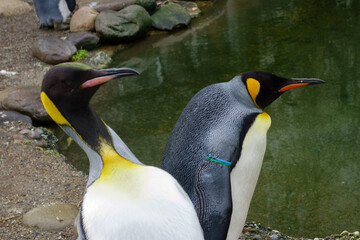 King penguins 