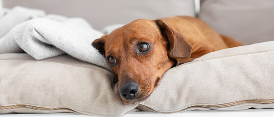 Cute dachshund dog lying on couch at home