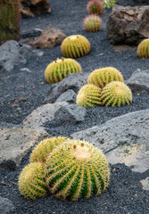 a selection of round cactus growing in fertile volcanic soil 