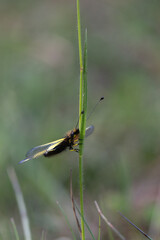 Libelloides coccajus - Owly sulphur - Ascalaphe soufré