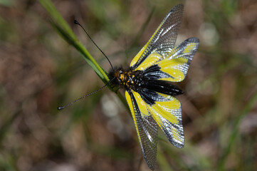 Libelloides coccajus - Owly sulphur - Ascalaphe soufré