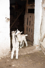 Baby goats, village yard with domestic little goats