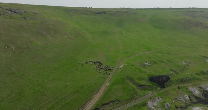 Shepherd, Dog, and Grazing Sheep on Green Grass in Rolling Hills