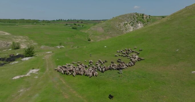 Cinematic Drone Captures Sheep Grazing with Shepherd and Dog on Green Grass in Hilly Terrain