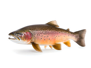 trout on a white background - generative AI