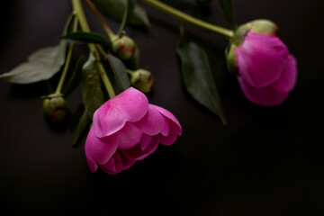 pink peonies close-up on a dark background