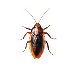 cockroach on a transparant background, PNG, Generative Ai